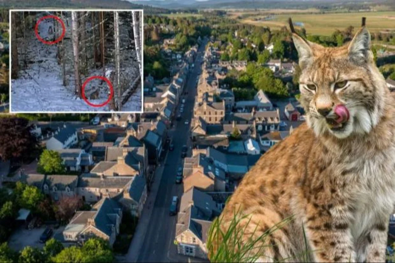 Yasadışı bir şekilde şehre salındılar! Özel eğitimli personel sokakta halk evlerde