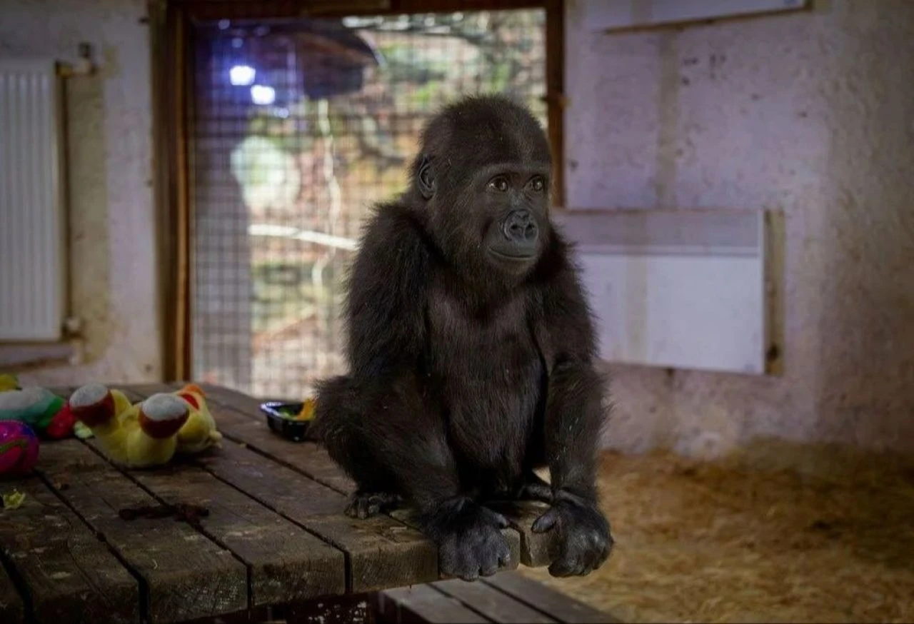 İstanbul Havalimanı'nda bulunan goril için anket! Kömür mü, Zeytin mi?