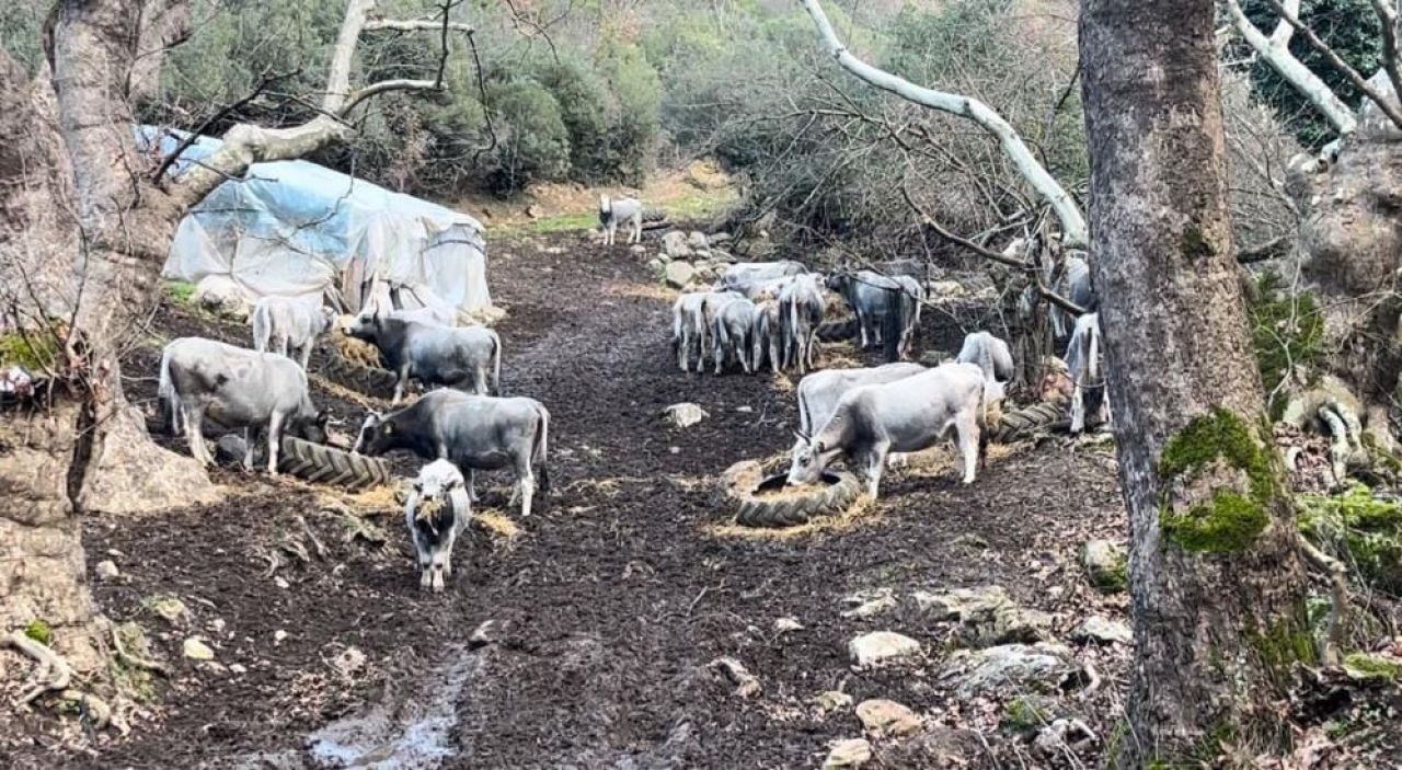 Bursa'da soyları 750 yıla dayanan safkan hayvanları kurşuna dizdiler!  - 2. Resim