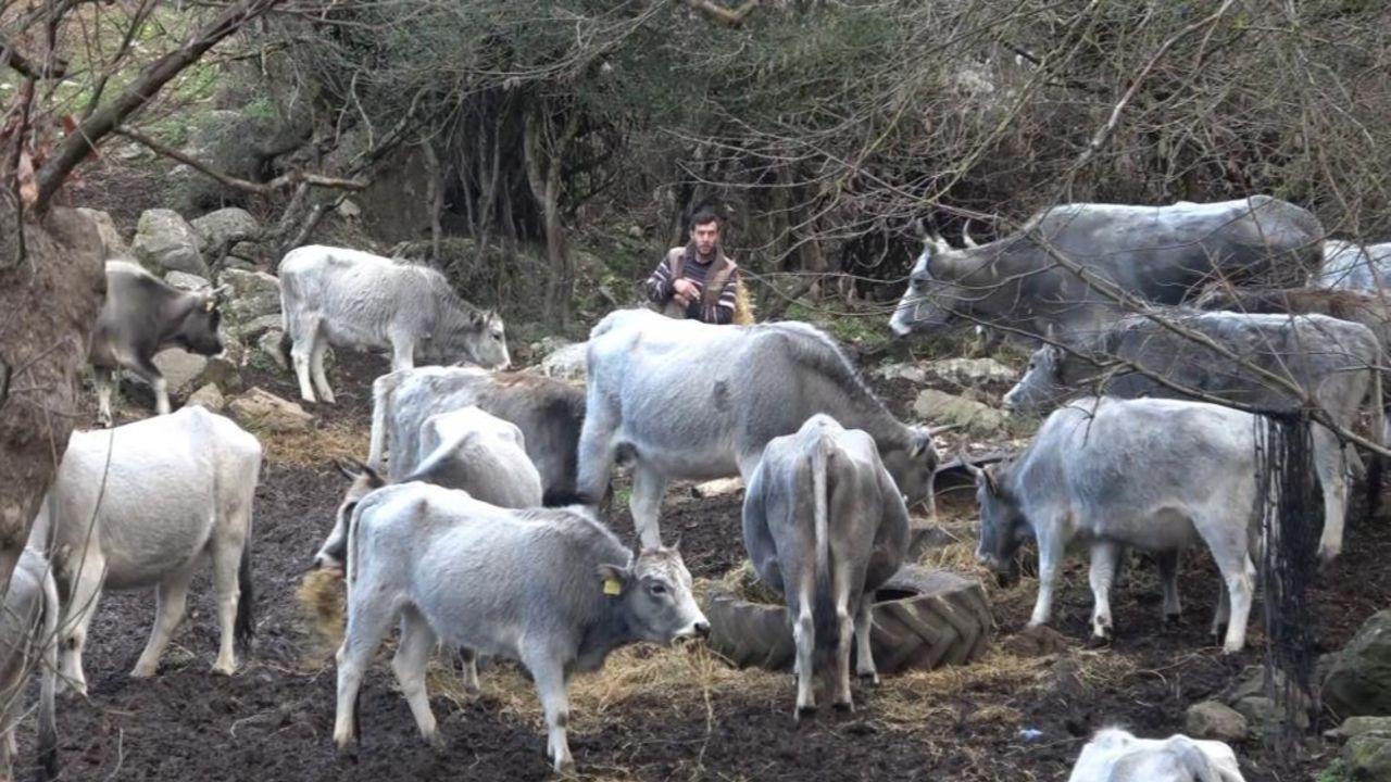 Bursa&#039;da soyları 750 yıla dayanan safkan hayvanları kurşuna dizdiler! 