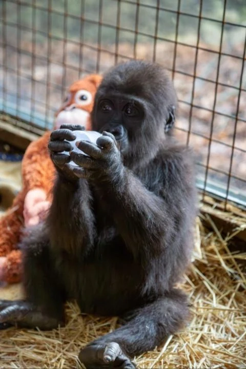 Yavru goril için anket açılmıştı! İsmi belli oldu