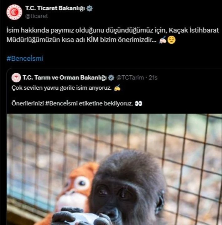 Yavru goril için anket açılmıştı! İsmi belli oldu