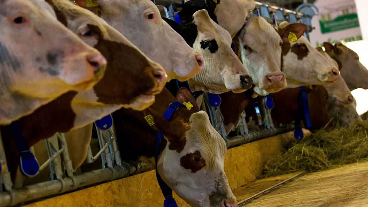 Almanya&#039;da &#039;şap hastalığı&#039; alarmı: Canlı hayvan nakil yasağı uzatıldı