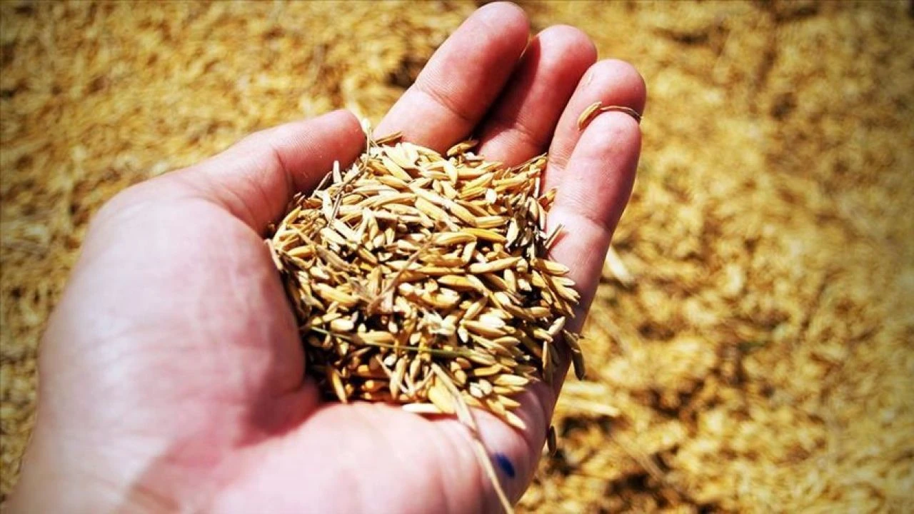 Ata tohumları şubat ayından itibaren artık marketlerde! Bakan Yumaklı duyurdu - 5. Resim