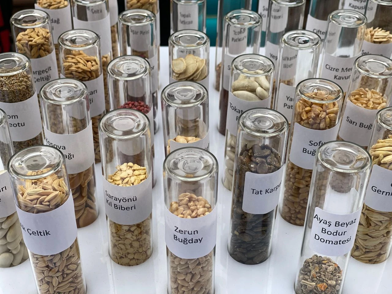 Ata tohumları şubat ayından itibaren artık marketlerde! Bakan Yumaklı duyurdu - 1. Resim