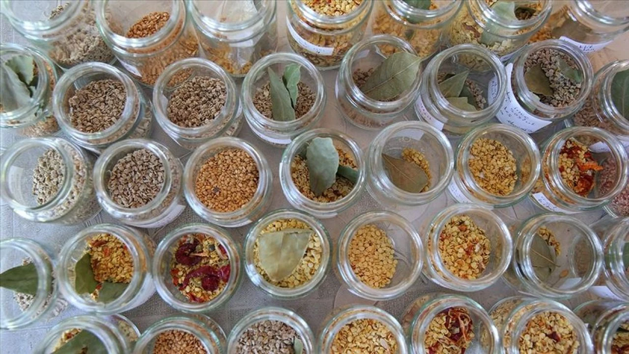 Ata tohumları şubat ayından itibaren artık marketlerde! Bakan Yumaklı duyurdu - 4. Resim