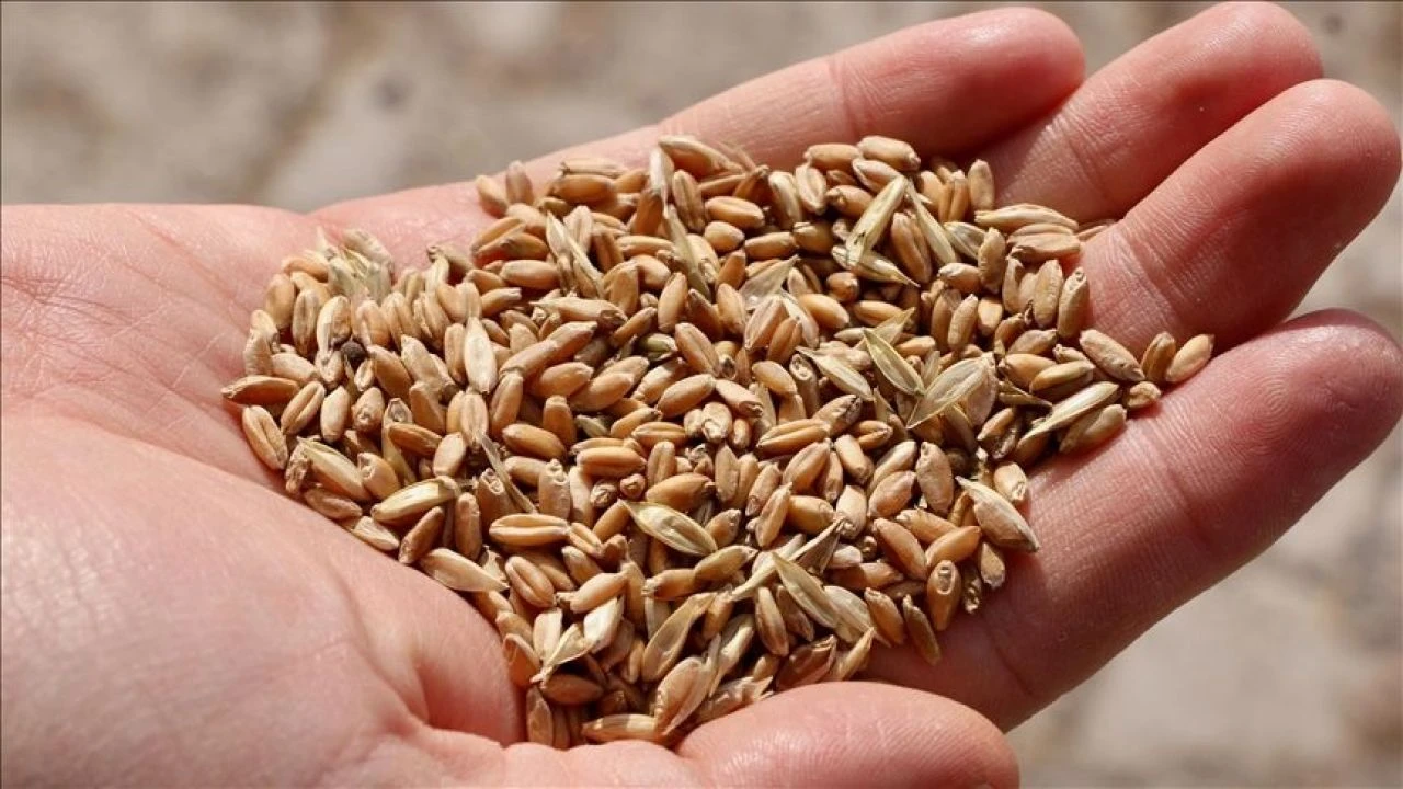 Ata tohumları şubat ayından itibaren artık marketlerde! Bakan Yumaklı duyurdu - 2. Resim