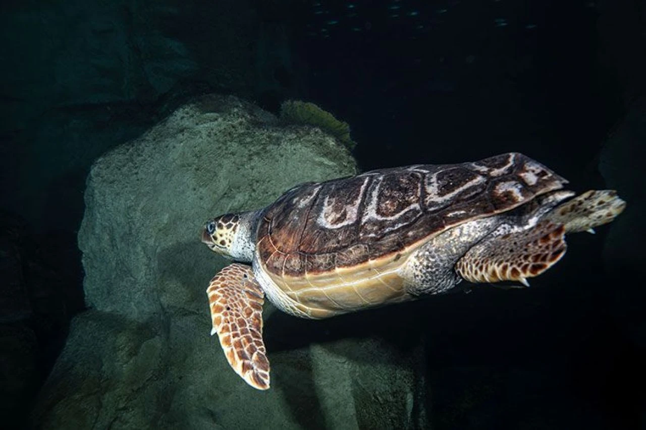 İstanbul'da 4 yıldır tedavi gören caretta caretta mavi sularla buluşacağı günü bekliyor - 1. Resim