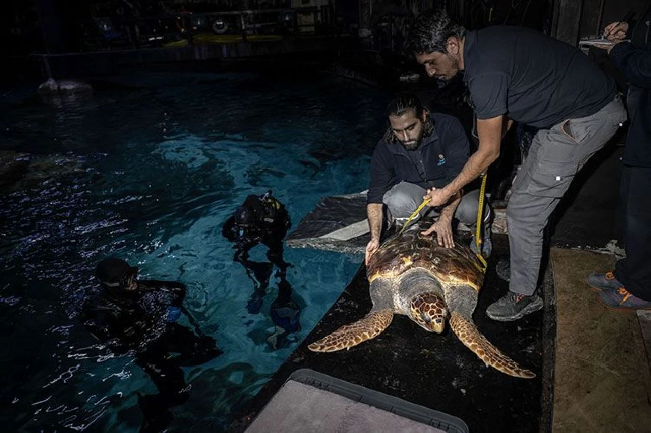 İstanbul'da 4 yıldır tedavi gören caretta caretta mavi sularla buluşacağı günü bekliyor - 3. Resim