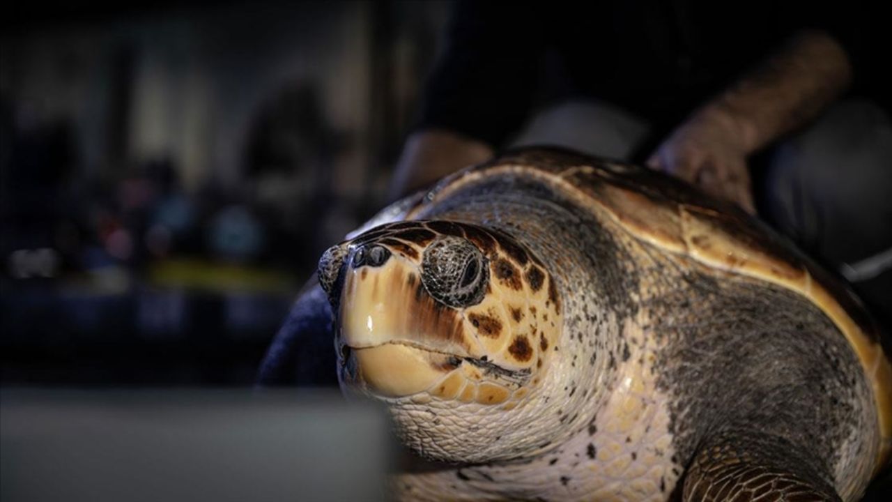 İstanbul&#039;da 4 yıldır tedavi gören caretta caretta mavi sularla buluşacağı günü bekliyor