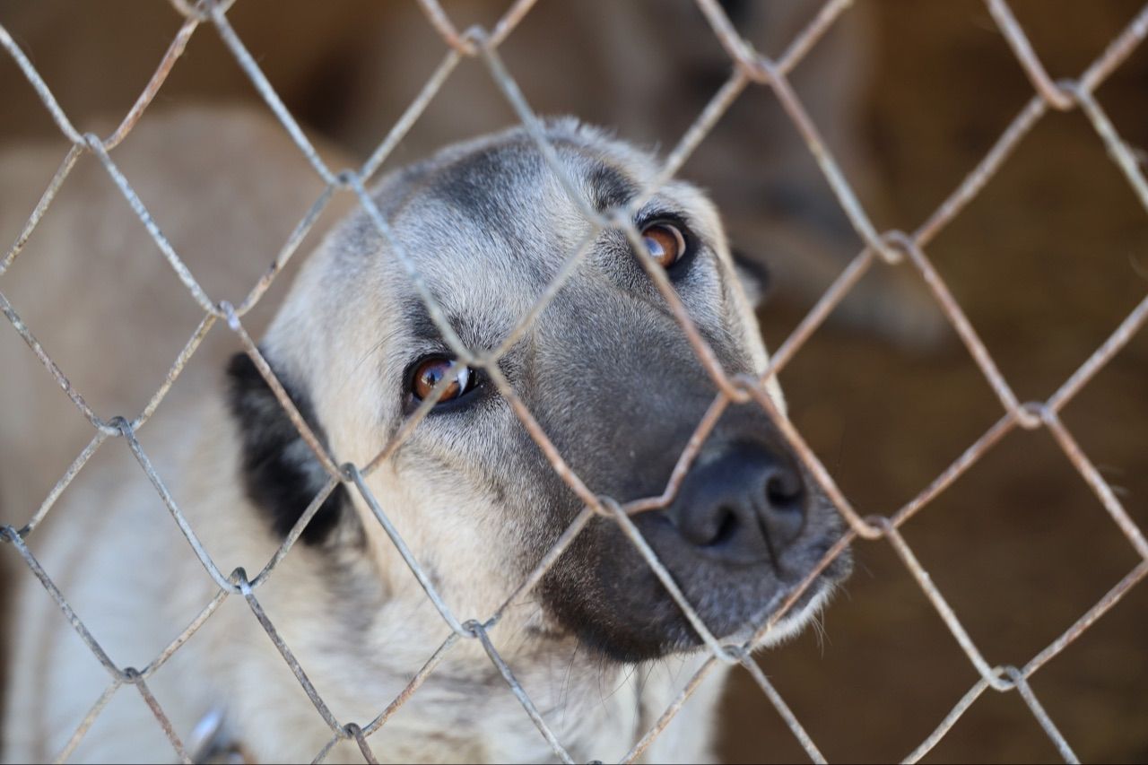 Kangal köpekleri alarm veriyor: Küresel ısınma karakterlerini değiştirdi - 4. Resim