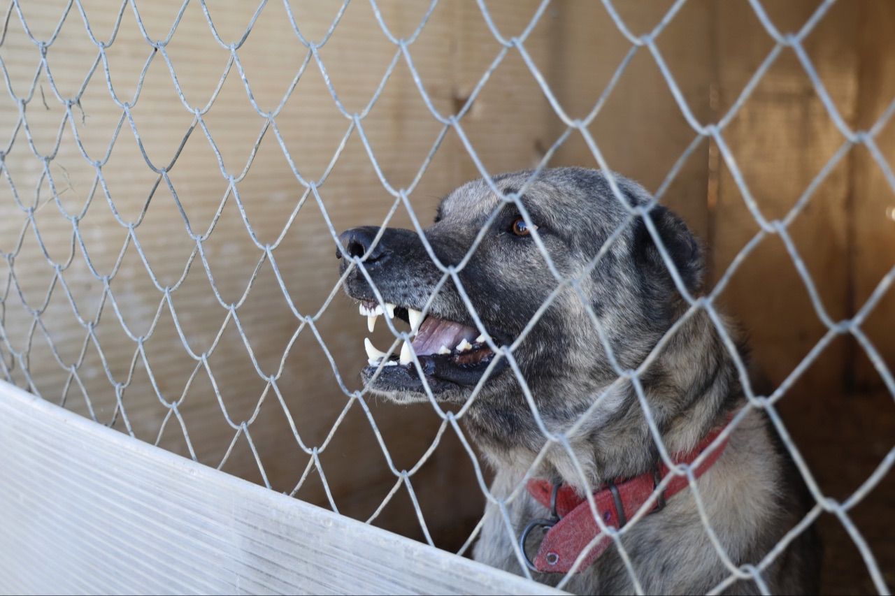 Kangal köpekleri alarm veriyor: Küresel ısınma karakterlerini değiştirdi - 2. Resim