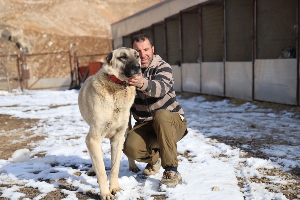 Kangal köpekleri alarm veriyor: Küresel ısınma karakterlerini değiştirdi - 3. Resim