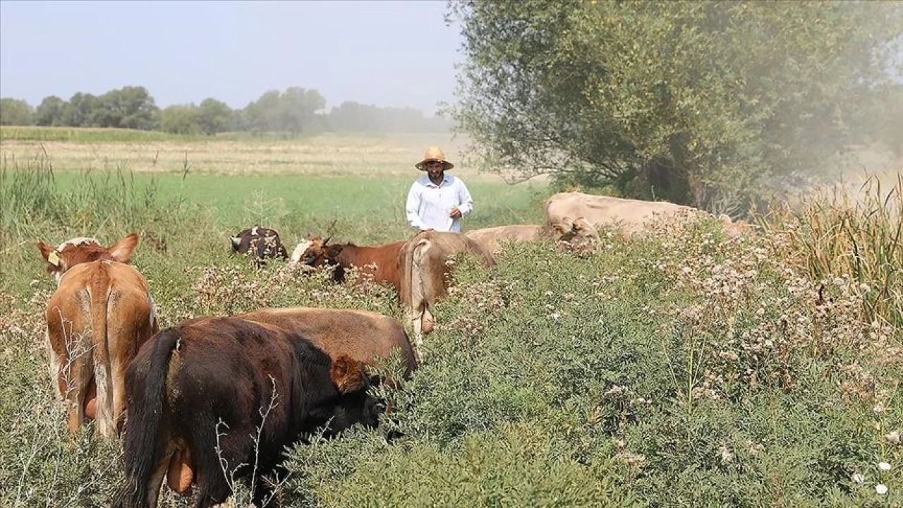 Çiftçinin enflasyonu belli oldu! Tarım ürünleri üretici fiyatları yıllık yükseldi
