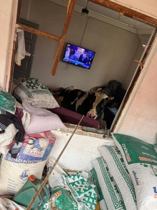 Kahvaltı yaparken büyük şok yaşadılar! 450 kiloluk tosun camı kırıp eve daldı - 2. Resim