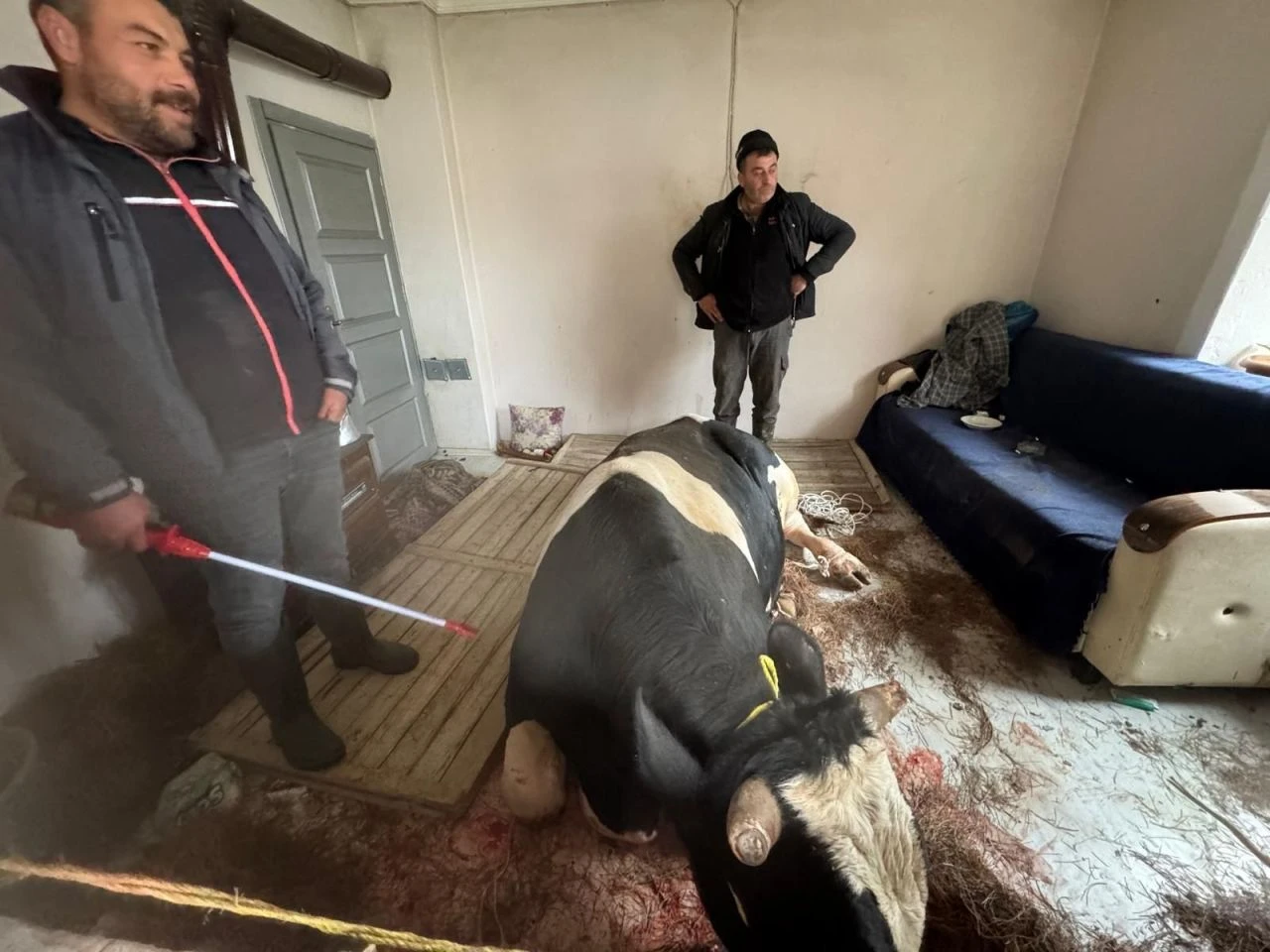 Kahvaltı yaparken büyük şok yaşadılar! 450 kiloluk tosun camı kırıp eve daldı - 1. Resim