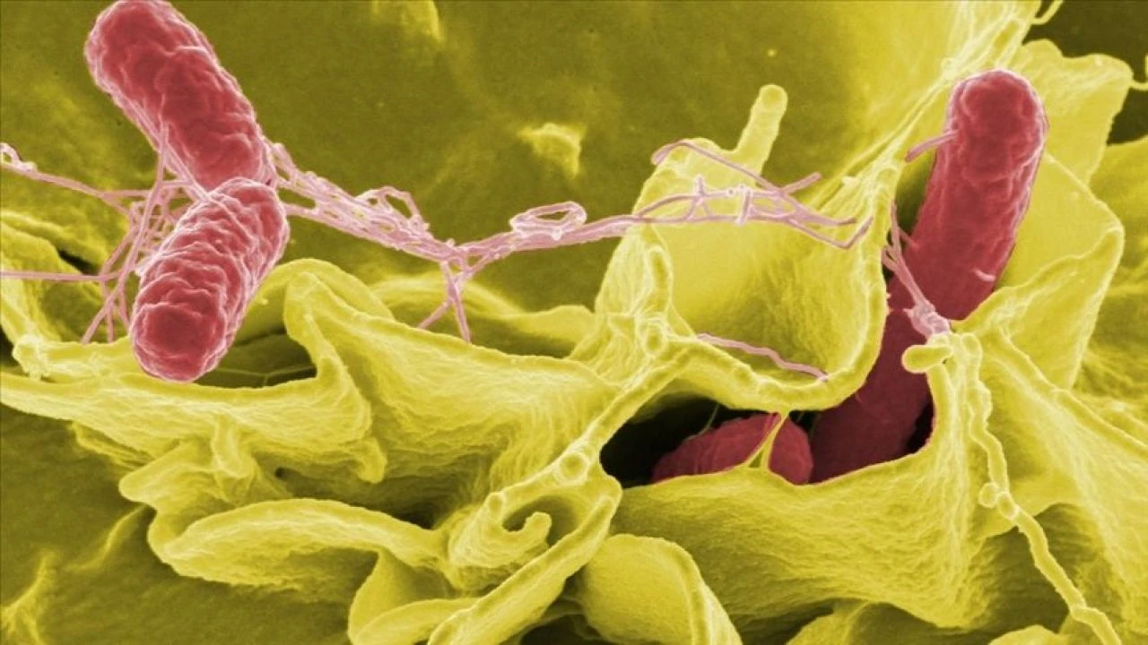 Salmonella hangi gıdalarda bulunur? - 4. Resim