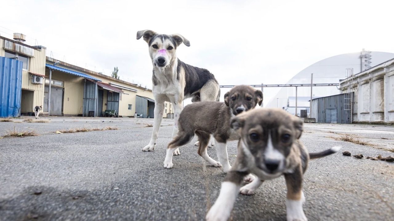 Çernobil köpeklerindeki genetik farklılığın sebebi bulundu: Radyasyon zannediliyordu!