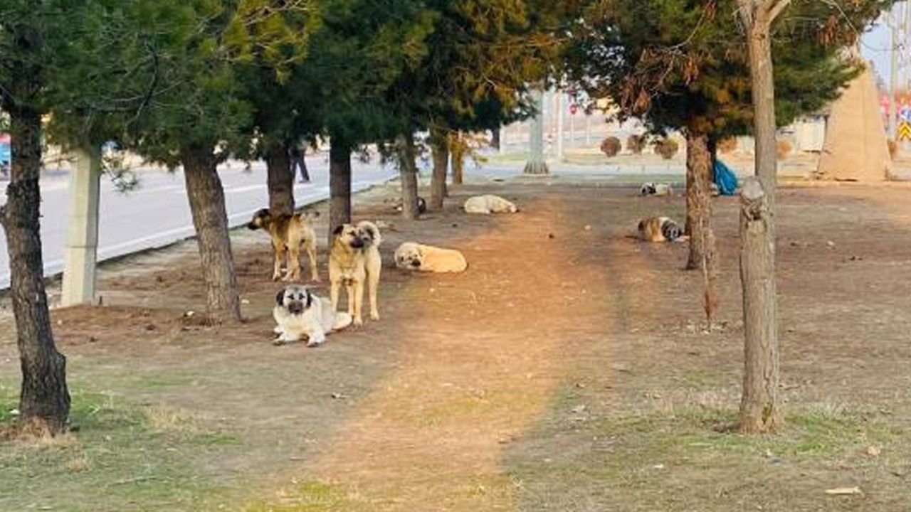 Bir başıboş köpek dehşeti daha! 5 yaşındaki çocuk kafasından yaralandı