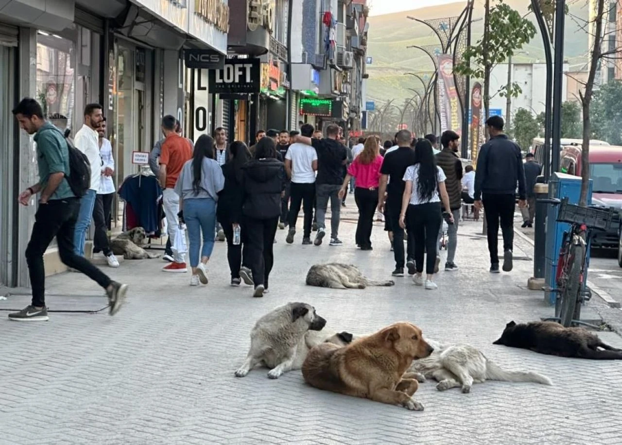 Eslem Teker'in ölümünden sonra Yüksekovalı vatandaşlar tepkili: Sokak köpekleri bir an önce toplatılsın - 2. Resim