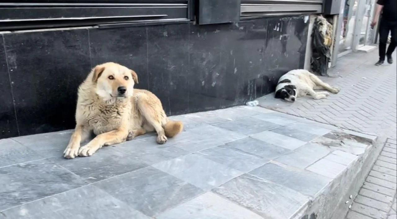Eslem Teker'in ölümünden sonra Yüksekovalı vatandaşlar tepkili: Sokak köpekleri bir an önce toplatılsın - 3. Resim
