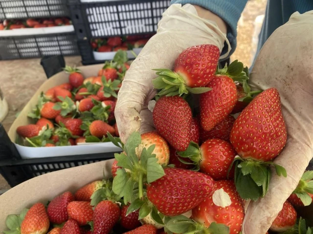 Bir ay önce kilosu 400 TL'den satılıyordu! Çilek fiyatı bir ayda dibi gördü