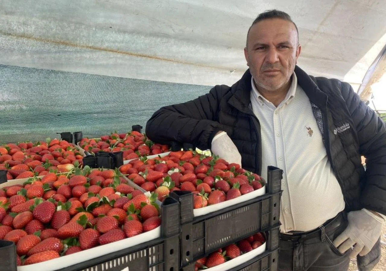Bir ay önce kilosu 400 TL'den satılıyordu! Çilek fiyatı bir ayda dibi gördü