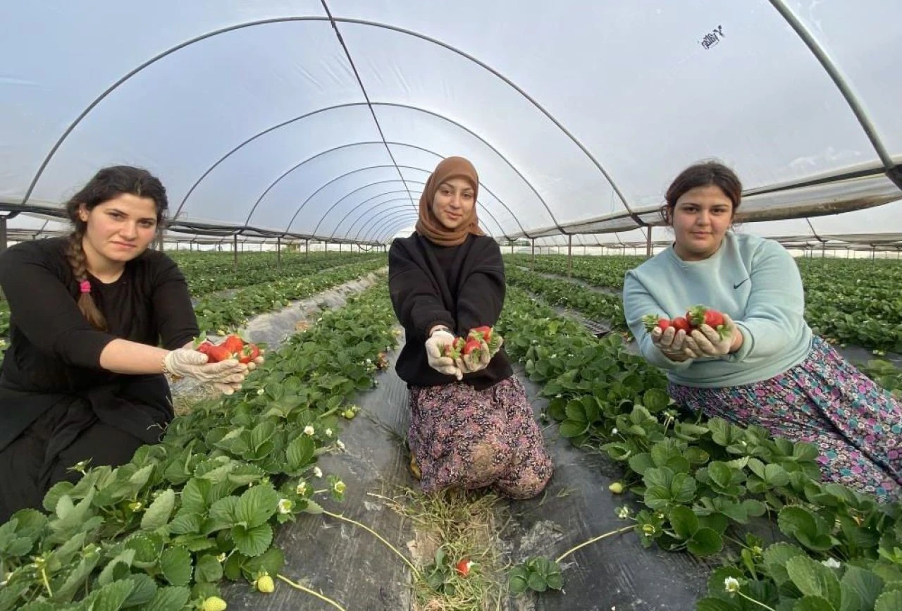 Bir ay önce kilosu 400 TL'den satılıyordu! Çilek fiyatı bir ayda dibi gördü