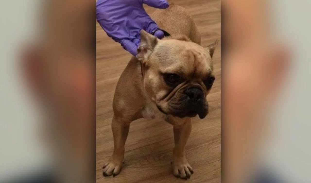 Bir köpek fotoğrafı çeteyi çökertti! Zehir taciri kendini kazara ele verdi, 2 milyarlık plan ortaya çıktı - 4. Resim