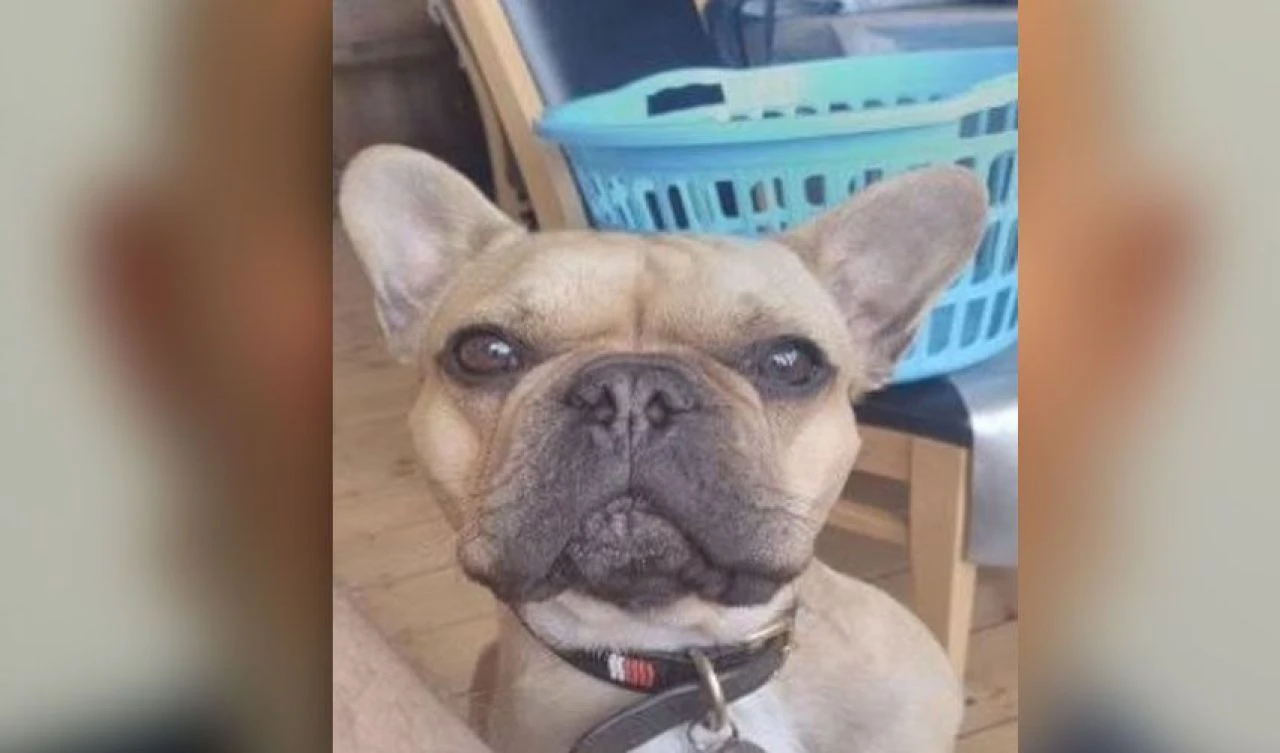 Bir köpek fotoğrafı çeteyi çökertti! Zehir taciri kendini kazara ele verdi, 2 milyarlık plan ortaya çıktı - 1. Resim