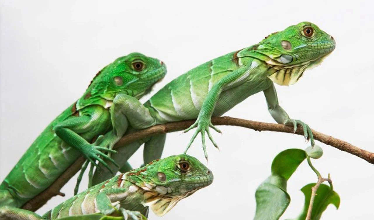 İguanaların başına ödül kondu: Avlayanlara para verilecek - 1. Resim