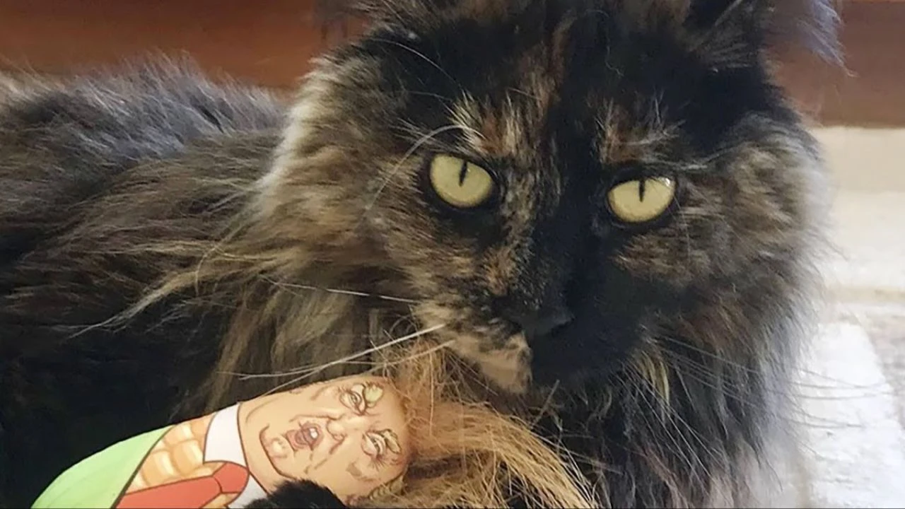 Pasaportsuz seyahat şampiyonu: Uçakta unutulan kedi, 24 saatte dünya turu yaptı - 1. Resim