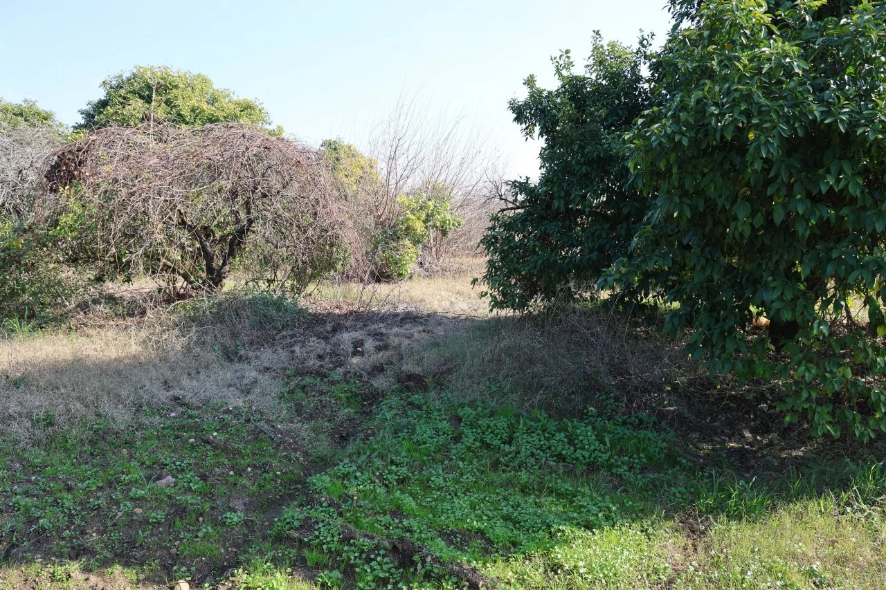 Ağaçlık alanda katledildi! Korkunç cinayette şoke eden eski sevgili detayı - 1. Resim