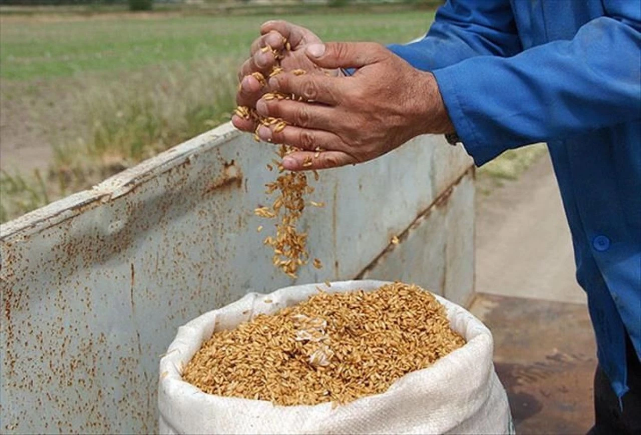 GDO skandalı! Sahte raporlarla Türkiye'ye mısır ve kanola soktular - 1. Resim