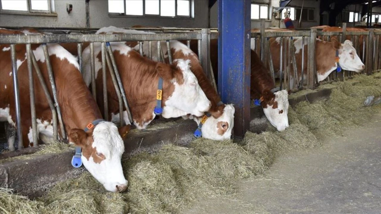 Yerli Malı Tebliği’nde yeni dönem! Yüzde 51 şartı getirildi: Resmi Gazete'de yayımlandı - 2. Resim