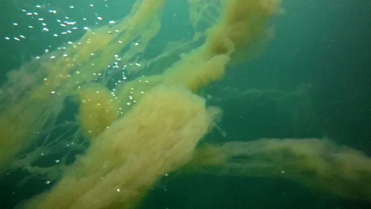 Marmara Denizi'nde yeni müsilaj kabusu! Korkutan manzara böyle görüntülendi - 1. Resim