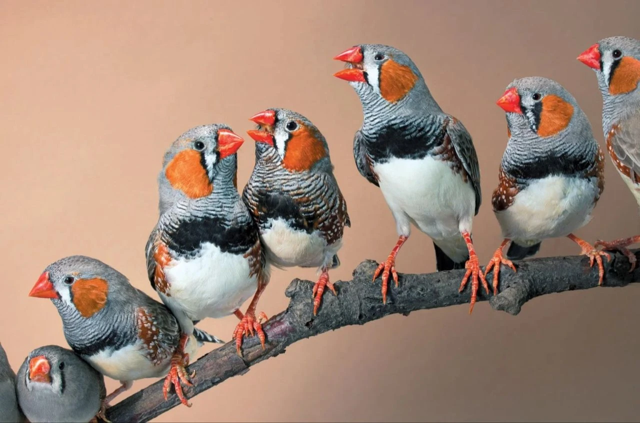 Dünya'dan 100 bin kilometre uzakta 'kuş cıvıltıları' duyuldu! Bilim insanları sebebini buldu - 2. Resim