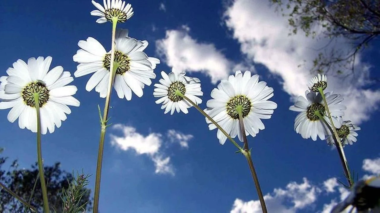 Cemreler ne zaman düşecek 2025? Kış mevsimi bitiyor bahar geliyor - 1. Resim