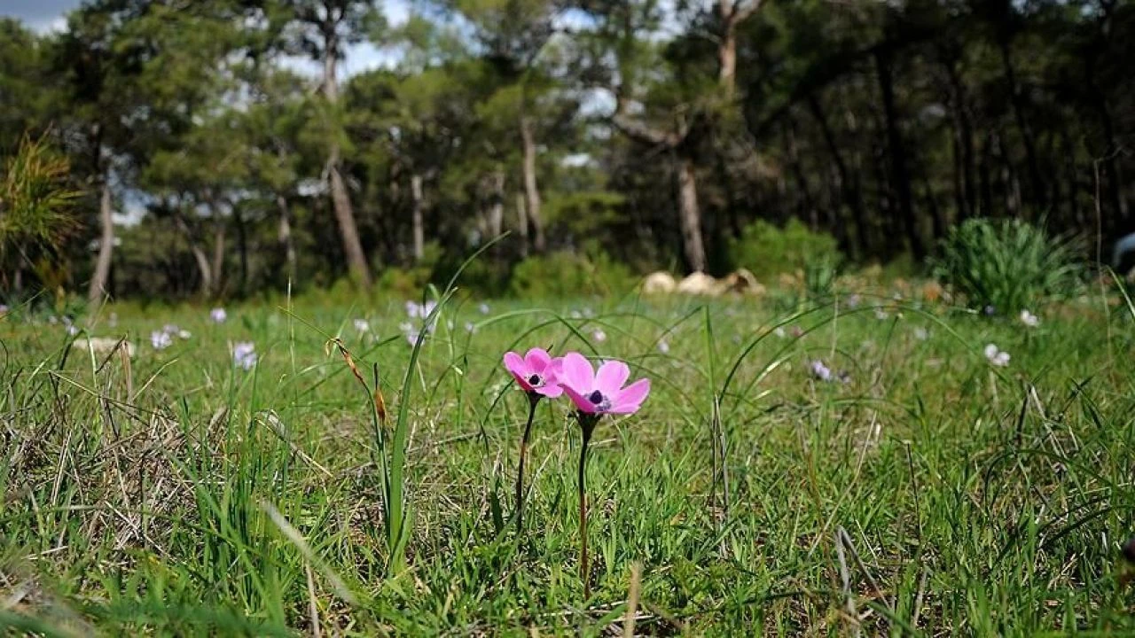 Cemreler ne zaman düşecek 2025? Kış mevsimi bitiyor bahar geliyor - 2. Resim