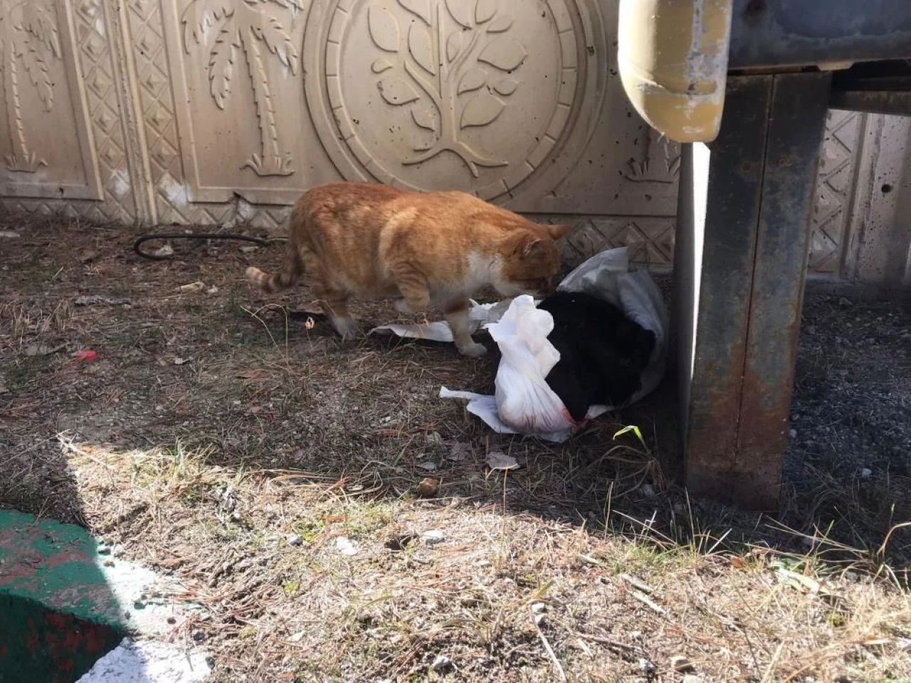 Mezarlıkta bebek cesedi paniği! İçinden çıkan şoke etti - 2. Resim