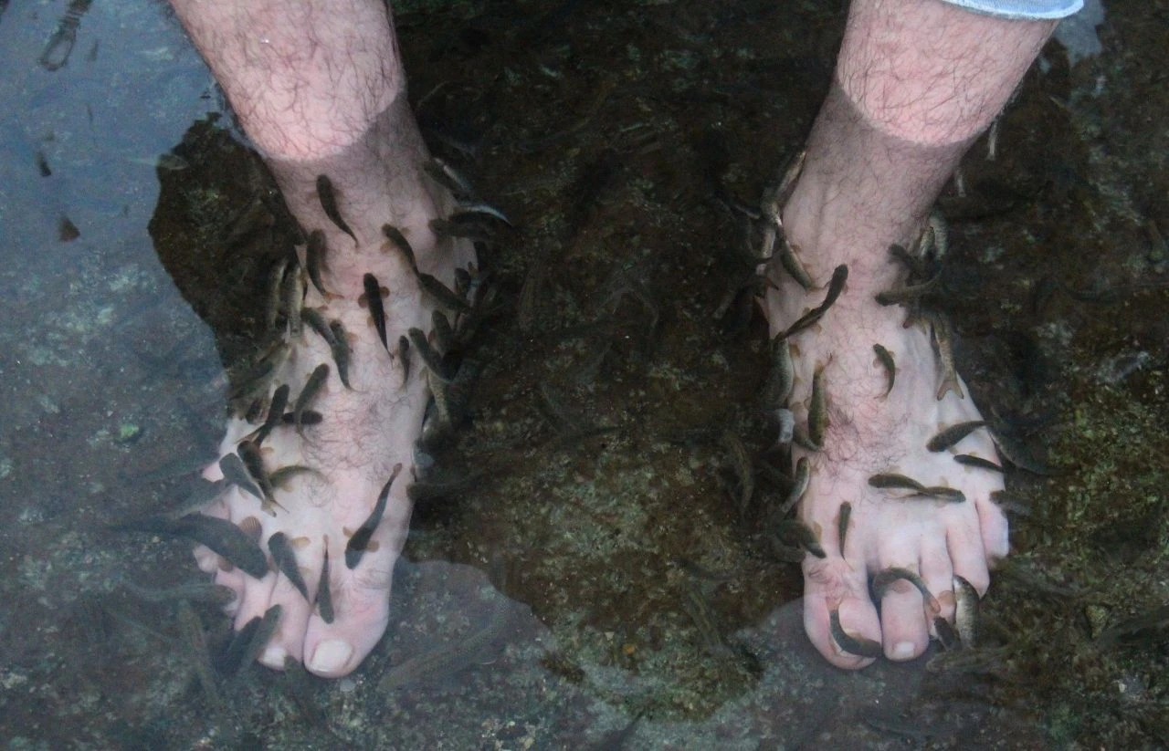 Türkiye'nin dünyaca ünlü 'doktor balıkları' ruhsatsız çıktı! Hastalar kapı dışarı edildi