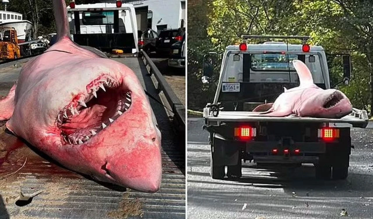 Beyinleri büyümüş balıklar karaya vuruyordu! Film gibi olayın gizemi çözüldü - 3. Resim