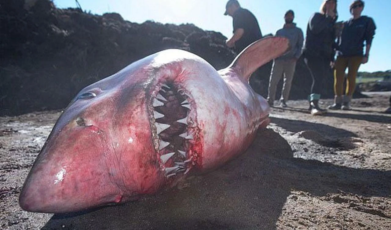 Beyinleri büyümüş balıklar karaya vuruyordu! Film gibi olayın gizemi çözüldü - 2. Resim