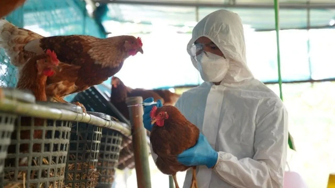 ABD&#039;de kuş gribi alarmı! Yumurta fiyatları uçtu, 100 bin yumurta çalındı