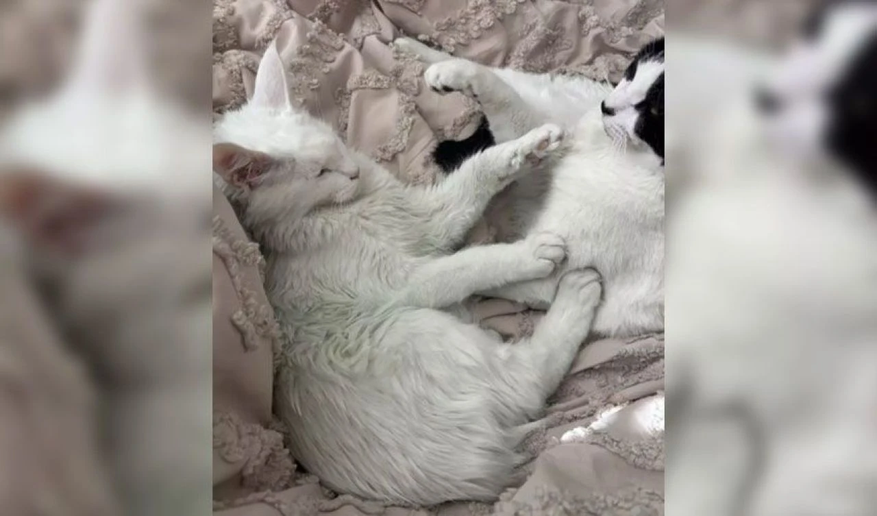 Evindeki her şey yeşile döndü! İpucunu takip etti, eşinin ihanetini ortaya çıkardı