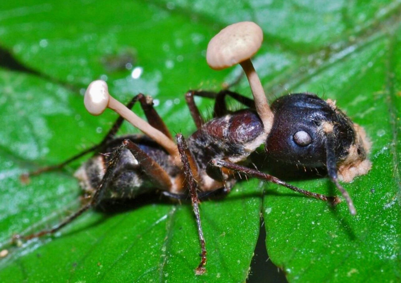Korku veren zombi keşfi! Terk edilmiş mağarada bulundu | Beyni ölü, bedeni yaşıyor