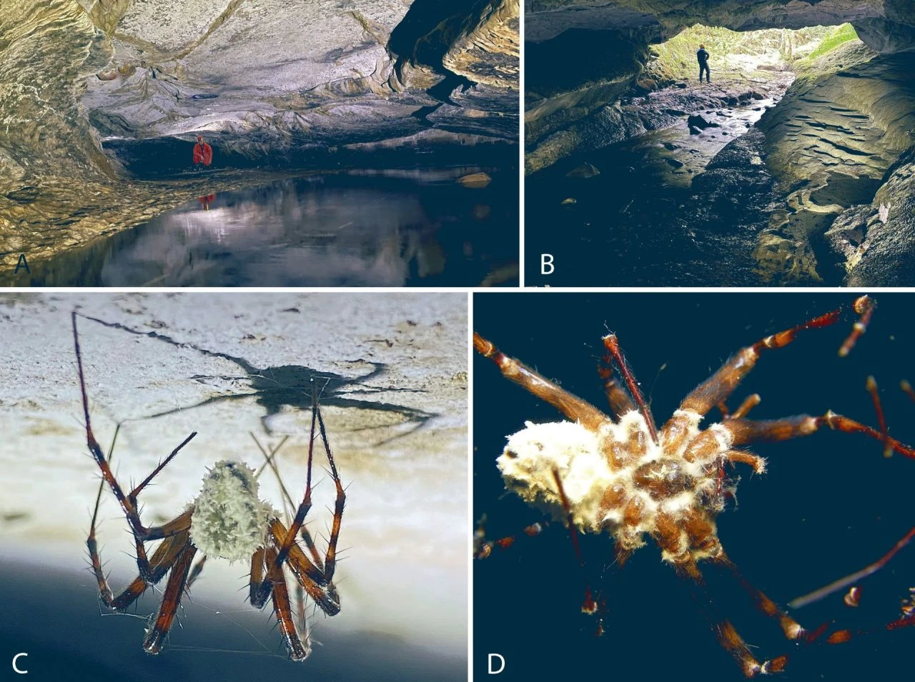 Korku veren zombi keşfi! Terk edilmiş mağarada bulundu | Beyni ölü, bedeni yaşıyor