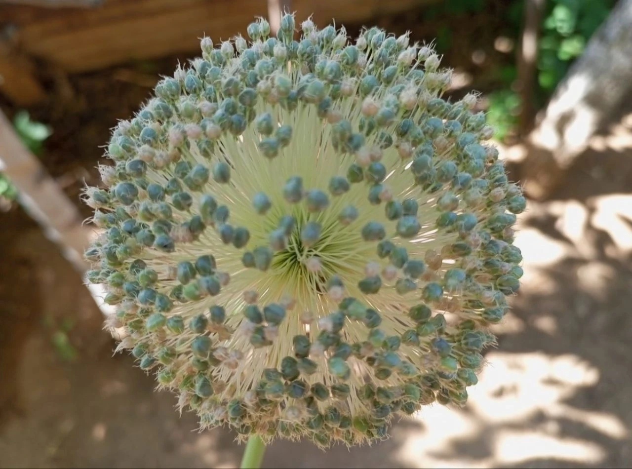 Sadece Tunceli'de yetişiyor: Bu sarımsağı toplayan servet kaybedecek! 557 bin TL ceza geliyor - 1. Resim