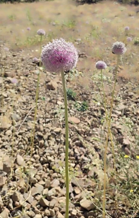 Sadece Tunceli'de yetişiyor: Bu sarımsağı toplayan servet kaybedecek! 557 bin TL ceza geliyor - 2. Resim