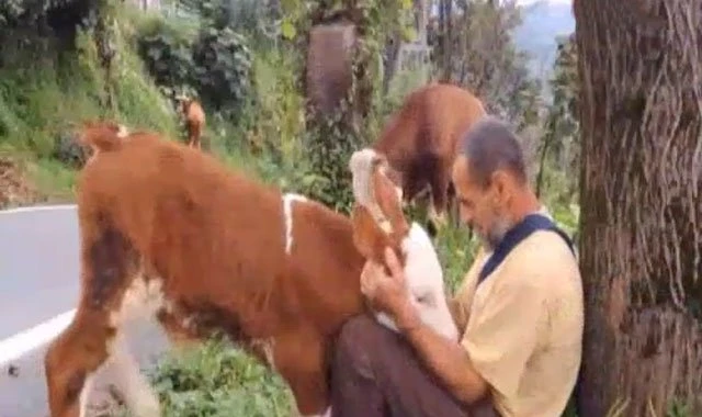 Huzuru hayvanlarla buldu - İZLE